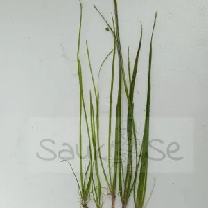 https://images.saukse.com/images/300/Vallisneria-Nana-Aquarium-Plant-5-Piece-Bunch-300x300.webp