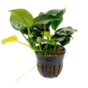 https://images.saukse.com/images/300/anubias-nana-aquarium-plant-300x300.webp