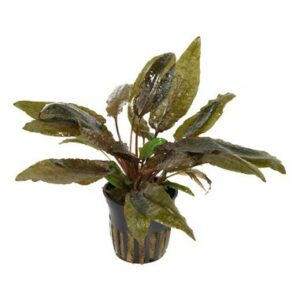 https://images.saukse.com/images/300/cryptocoryne-wendtii-tropica-plant-pot-300x300.jpg