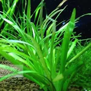 https://images.saukse.com/images/300/dwarf-sagittaria-aquarium-plant-300x300.webp