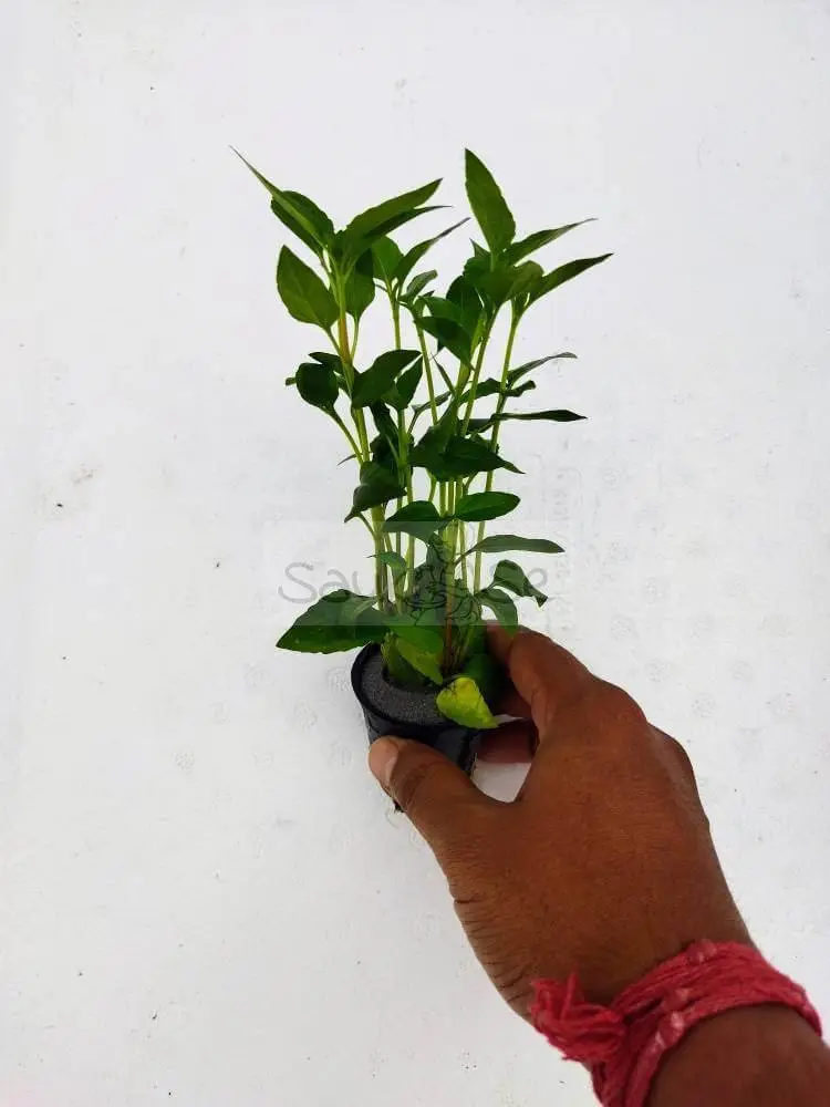 Acmella Repens Aquarium Plant Pot