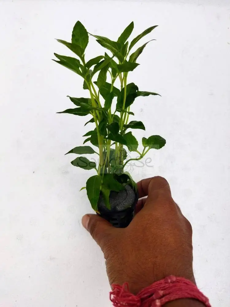 Acmella Repens Pot
