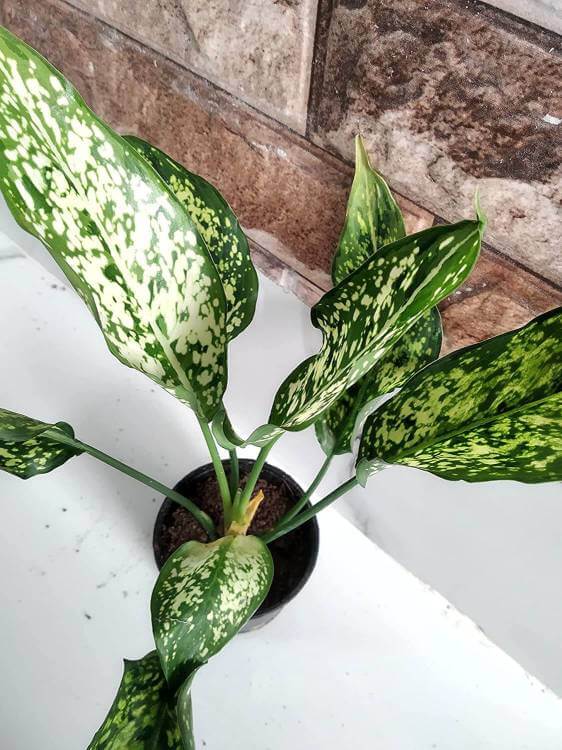 Aglaonema Snow White Air Purifier Plant