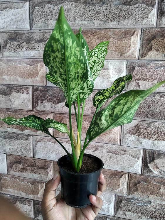 Aglaonema Snow White Indoor Plant