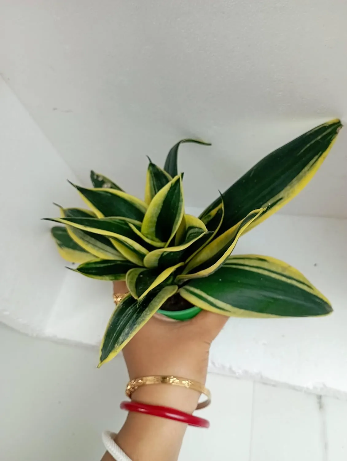 Air Purifying Golden Dwarf Sansevieria Plant