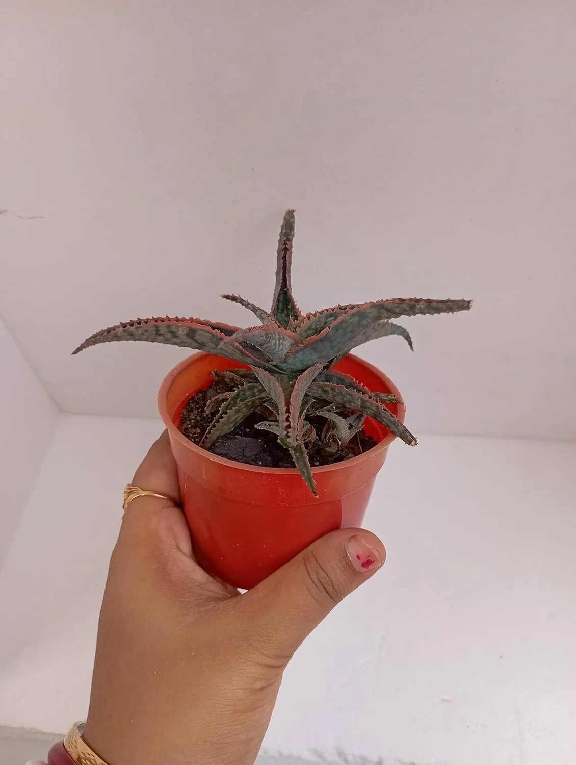 Aloe Donnie Christmas Carol