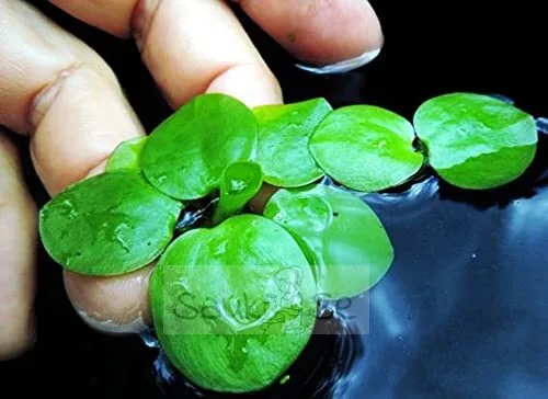 Amazon Frogbit Floating Plant - Limnobium laevigatum