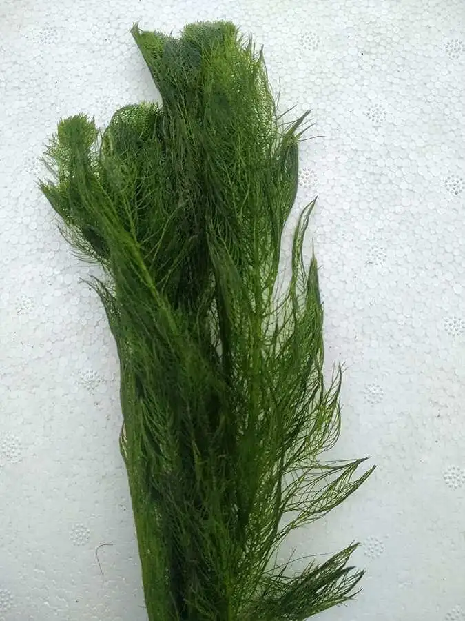 Ambulia Live Aquarium plant Pot