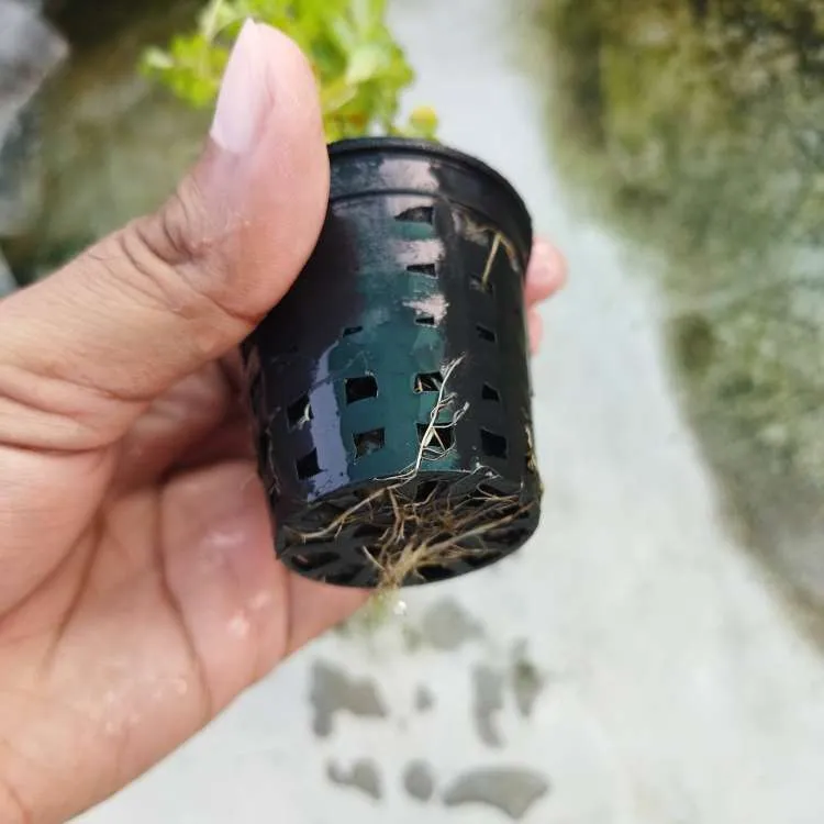 Ammannia Sp Bonsai Emersed Plant