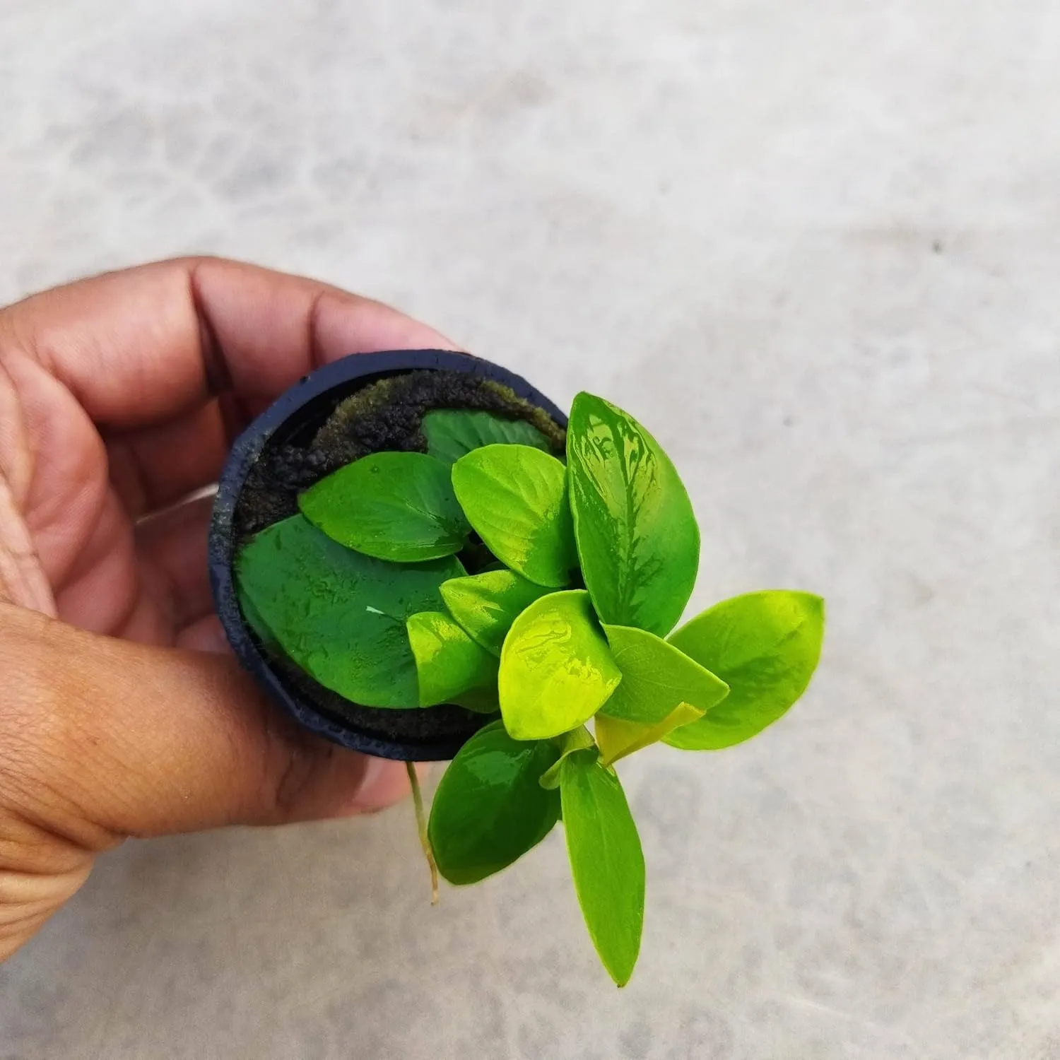 Aquarium Plant Anubias Nana Gold Ideal For Tropical Freshwater Aquariums