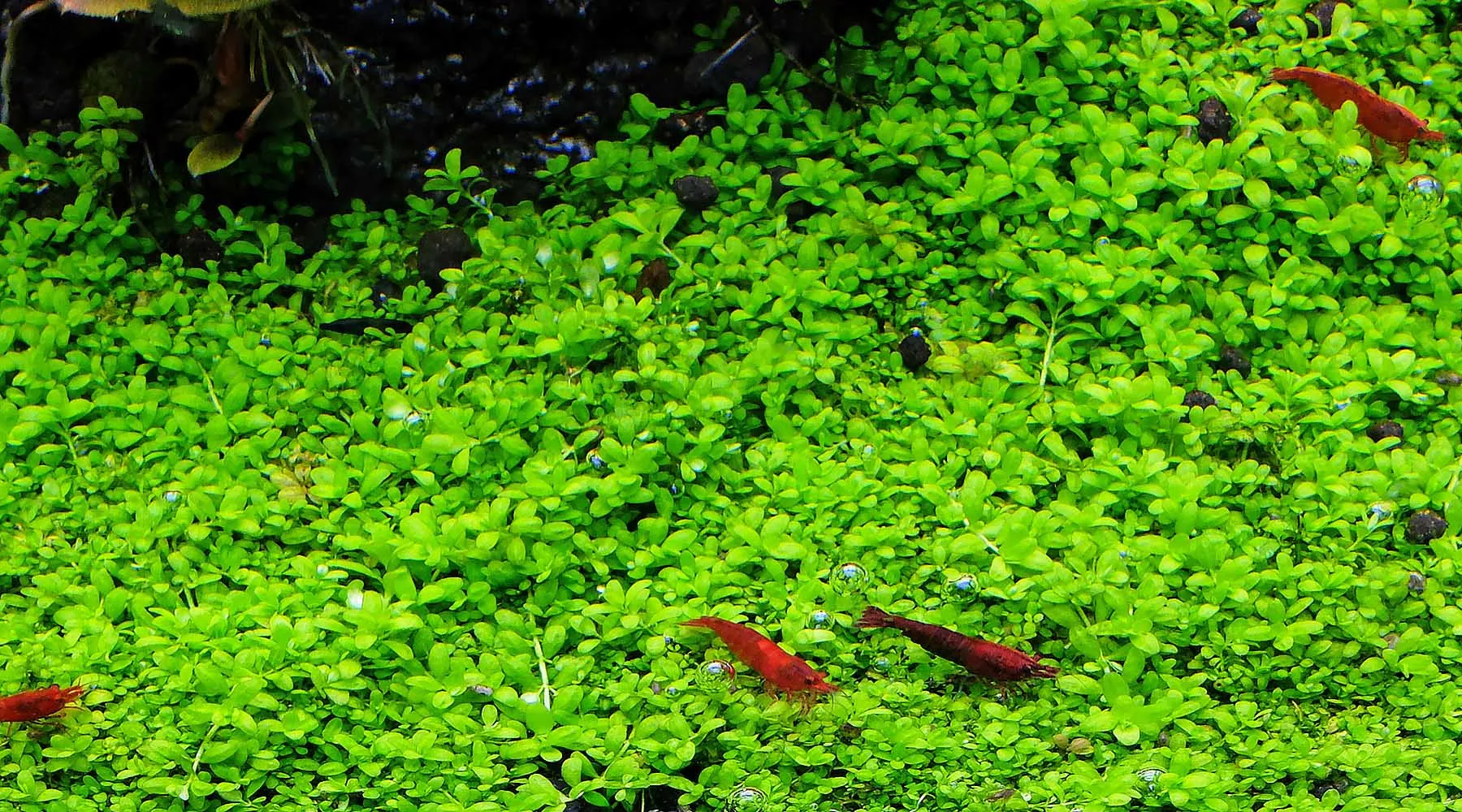 Aquascape With Hemianthus Callitrichoides Cuba As A Foreground Plant