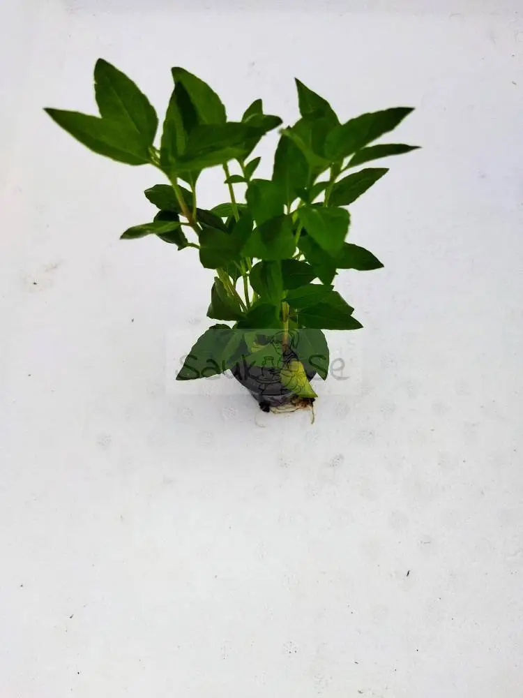 Aquatic Plant Acmella Repens