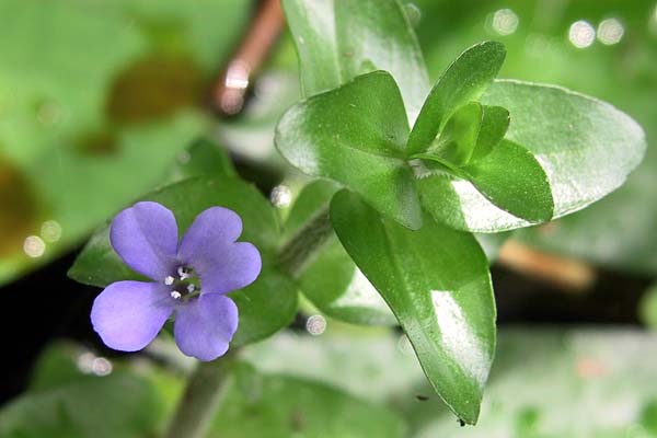 Bacopa Caroliniana Flower Emersed
