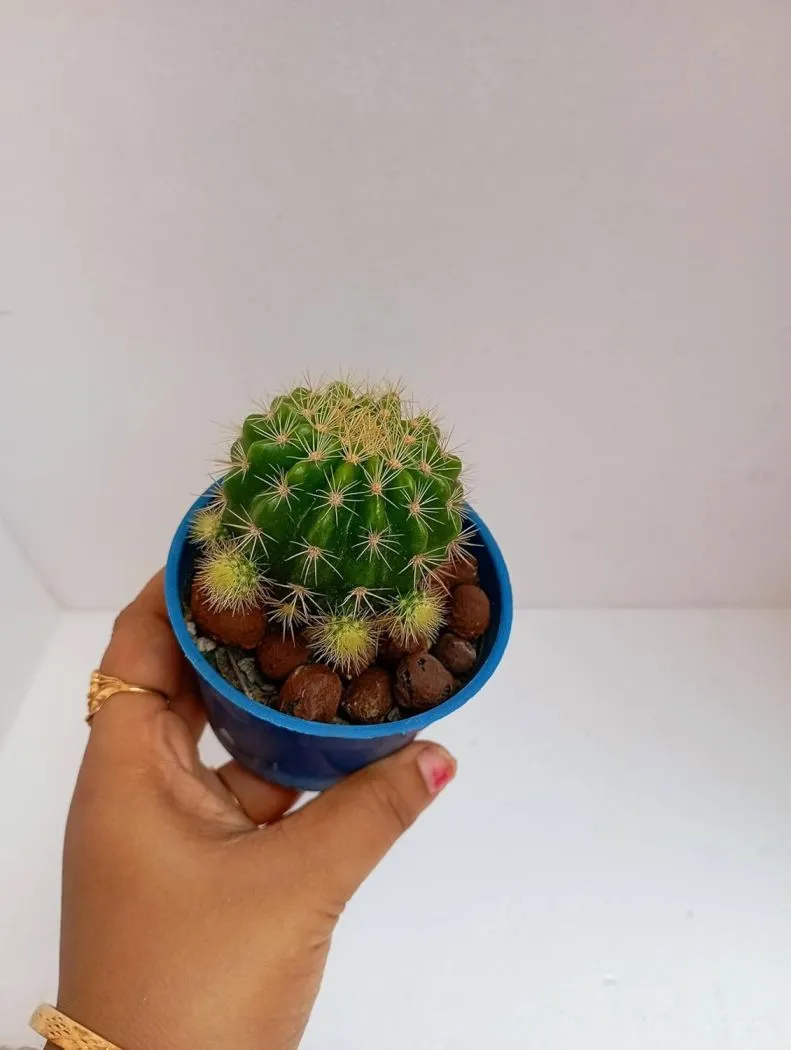 Barrel Cactus Spiny Plant Desert Plant