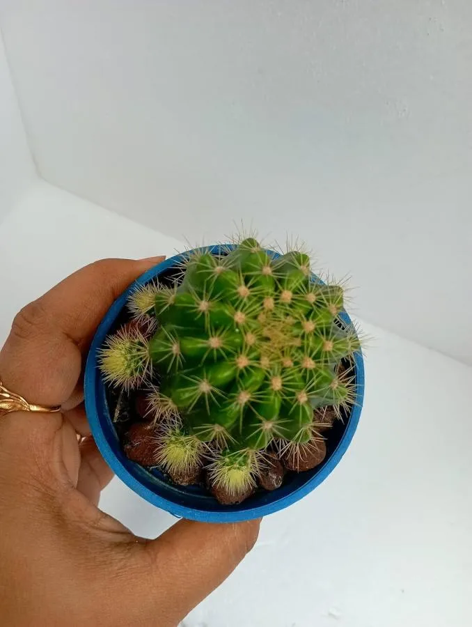 Barrel Cactus Spiny Succulent Desert Plant