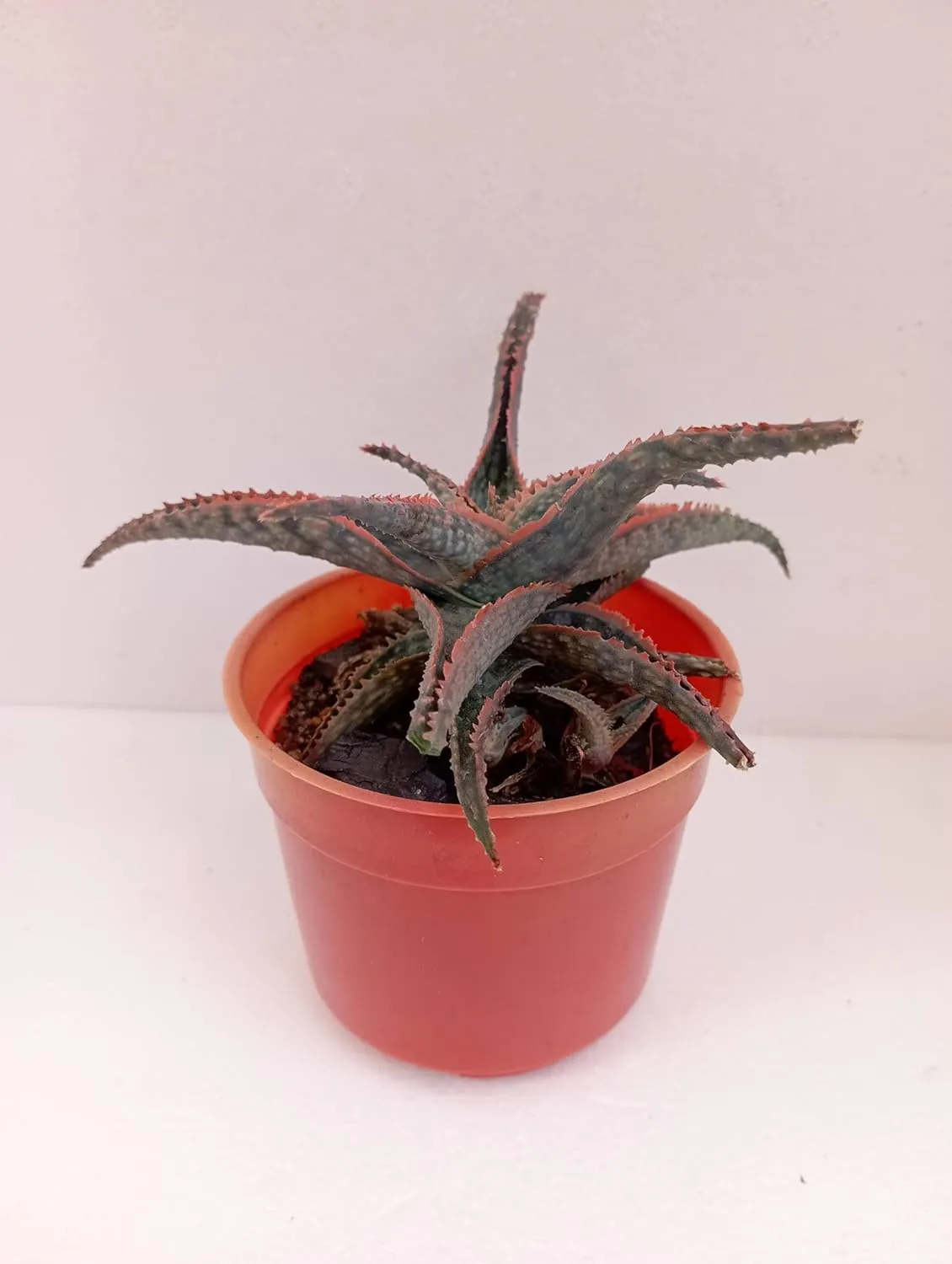 Beautiful Blooming Cactus