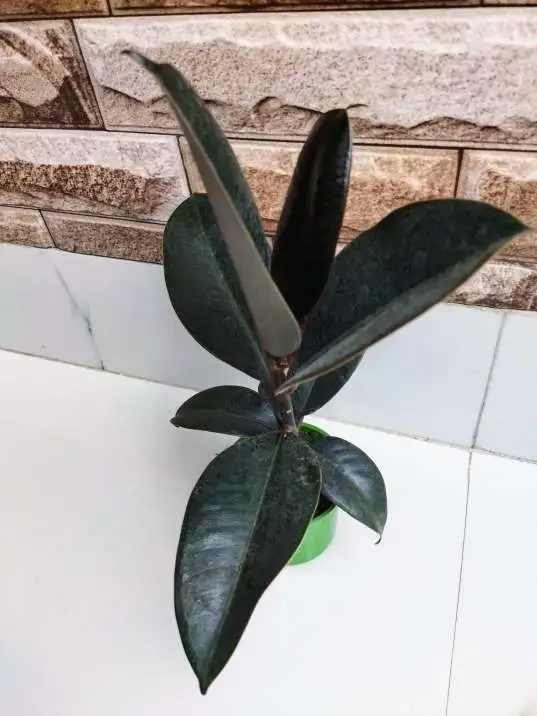 Beautiful Rubber Tree Houseplant - Ideal Gift for Plant Lovers