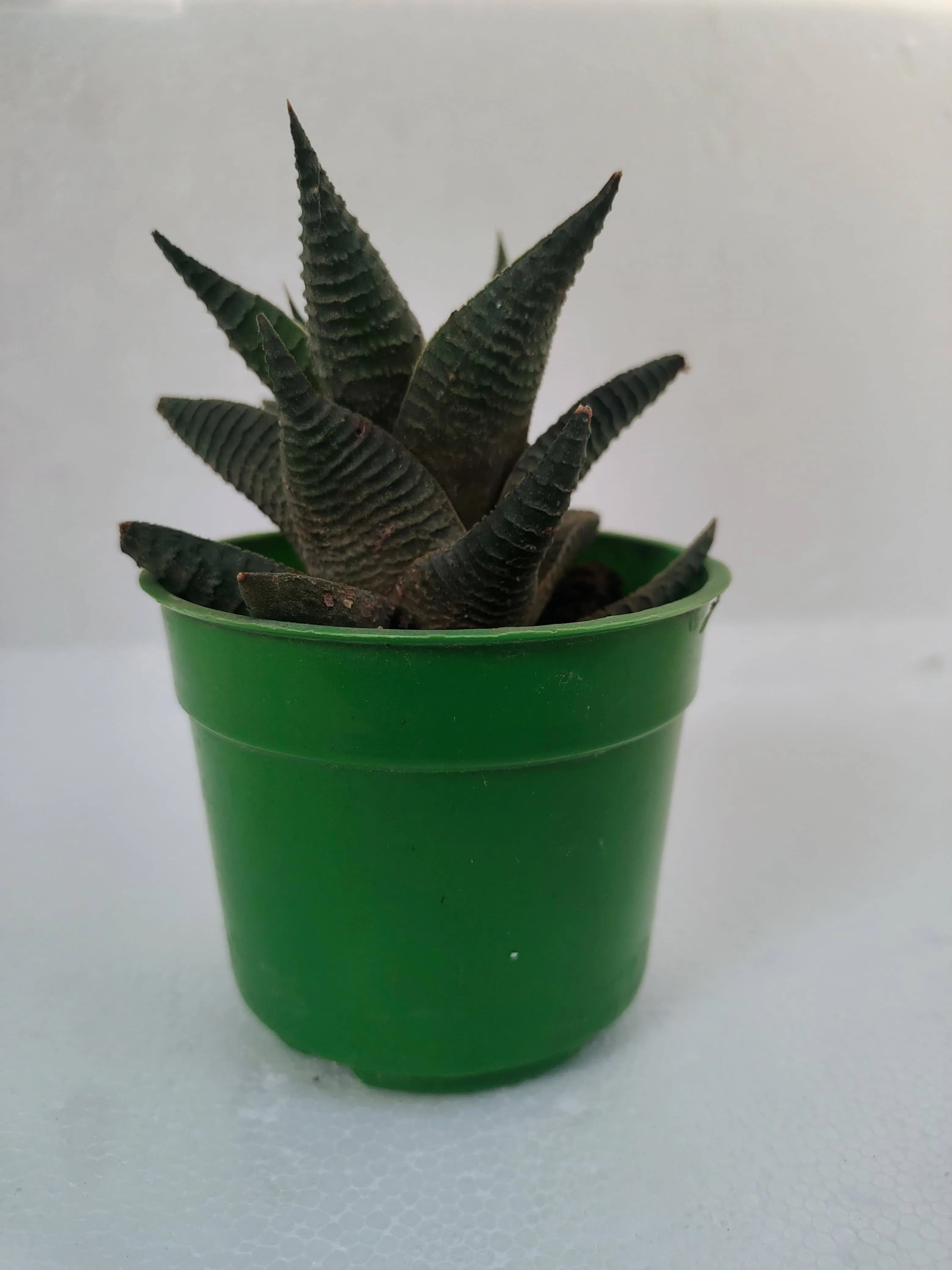 Beautiful Succulent Haworthia Limifolia