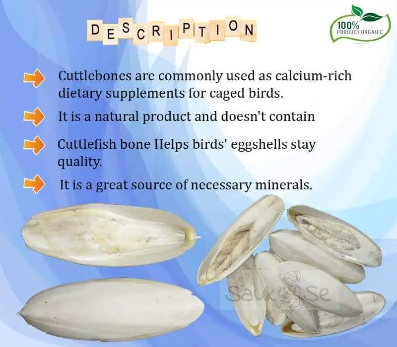 Benefits Cuttlefish Bone for Birds
