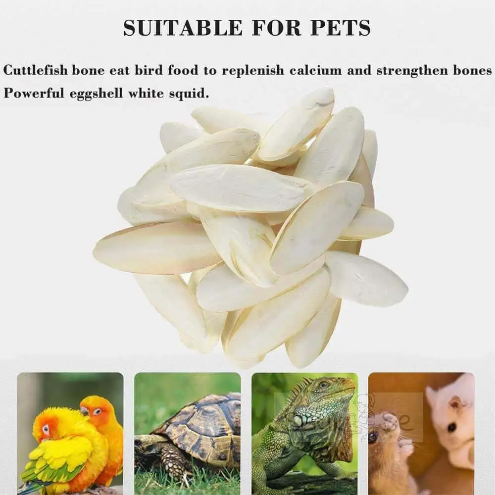 Benefits of Cuttlefish Bone Calcium for Other Pets