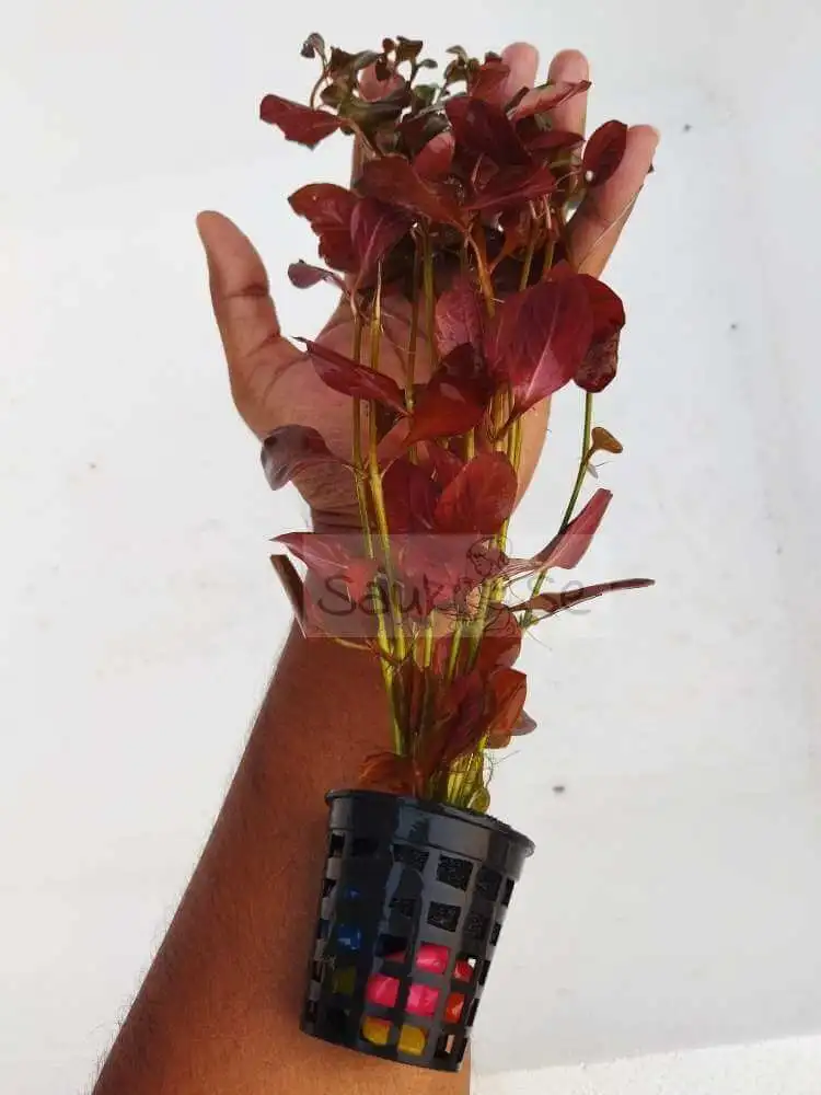 Big Size Ludwigia Palustris Super Red