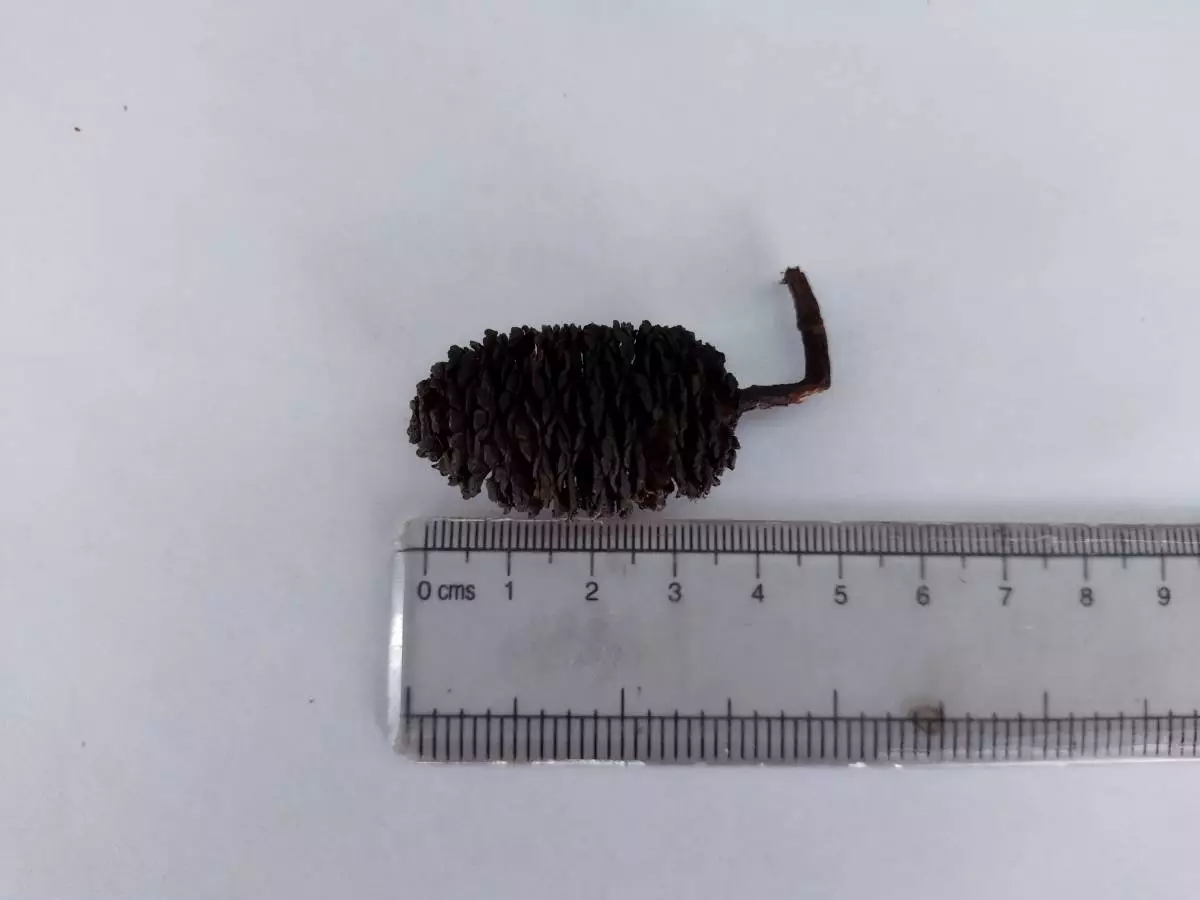 Big Size Premium Alder Cones 3cm