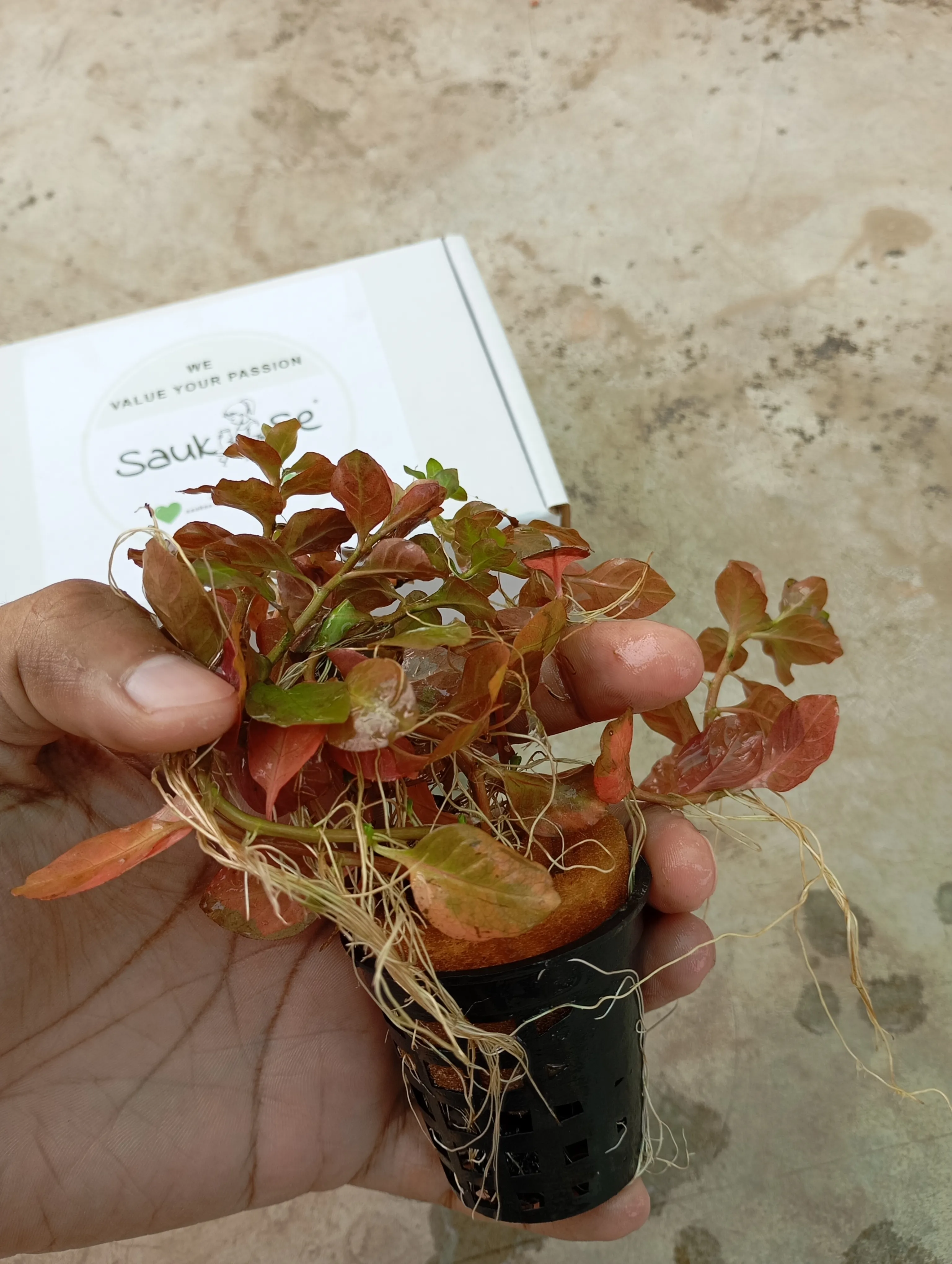 Bright Red Color Ludwigia Ovalis Plant