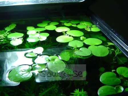 Buy Amazon Frogbit Online - Aquatic Floating Plant