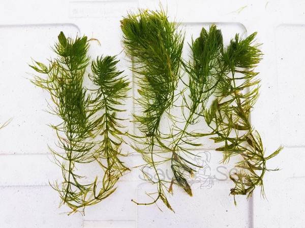 Buy Hornwort Aquarium Plant - Ceratophyllum Demersum