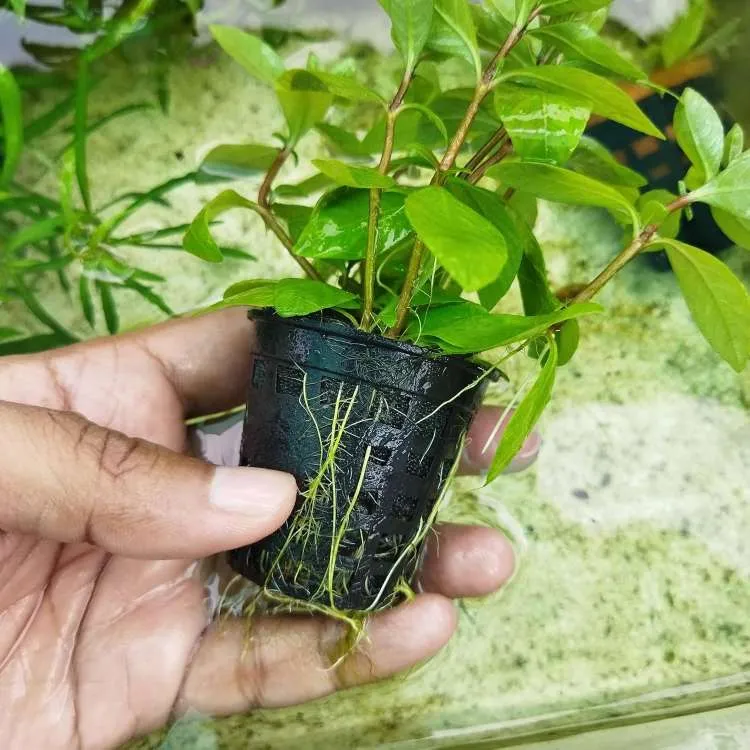 Buy Staurogyne Sp Brown Aquarium Plant Online