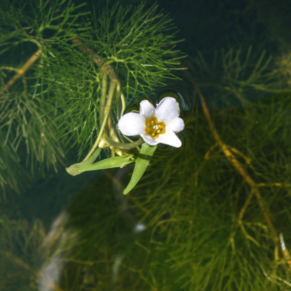 Cabomba Caroliniana Flower