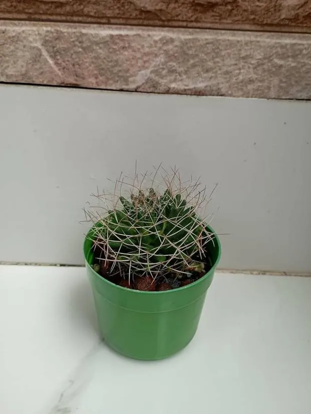 Cactus Plant
