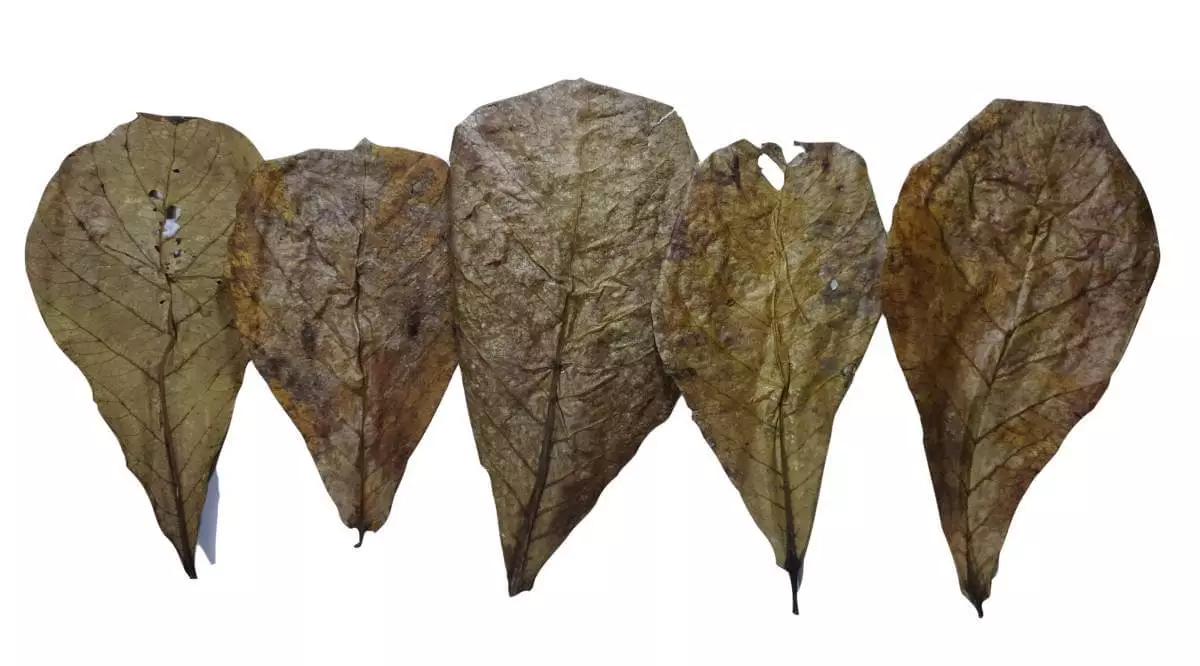 Catappa Leaves For Betta Fish Care