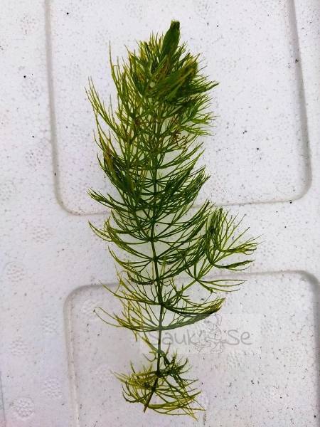 Ceratophyllum Demersum Aquatic Plant - Foxtail Greenery