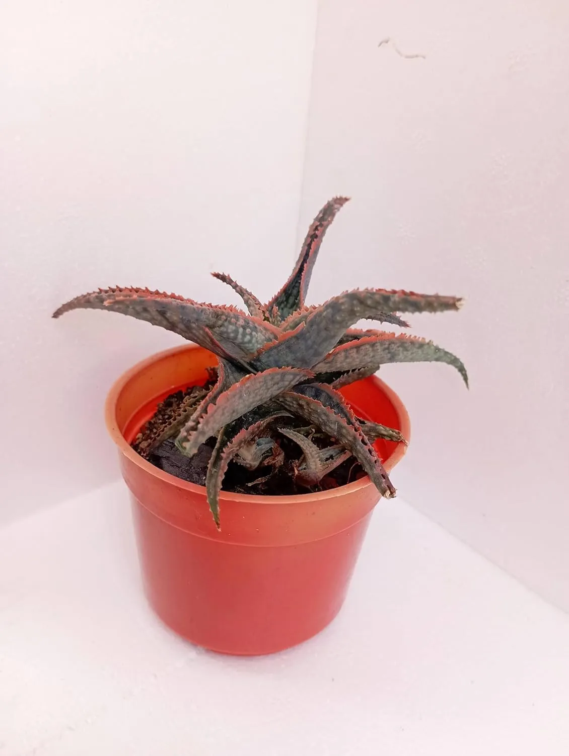 Christmas Cactus In Bloom