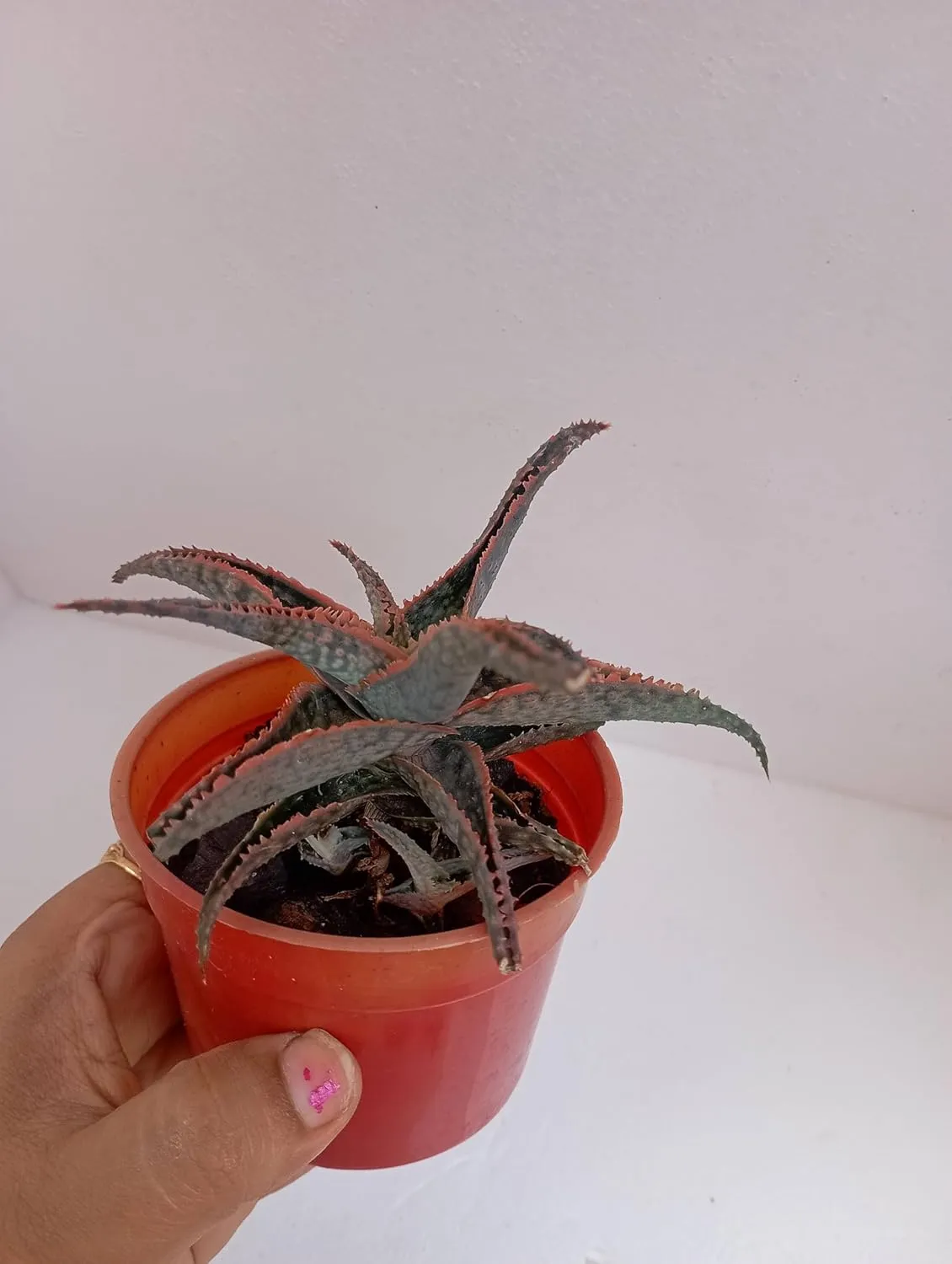 Christmas Plant With Colorful Blossoms