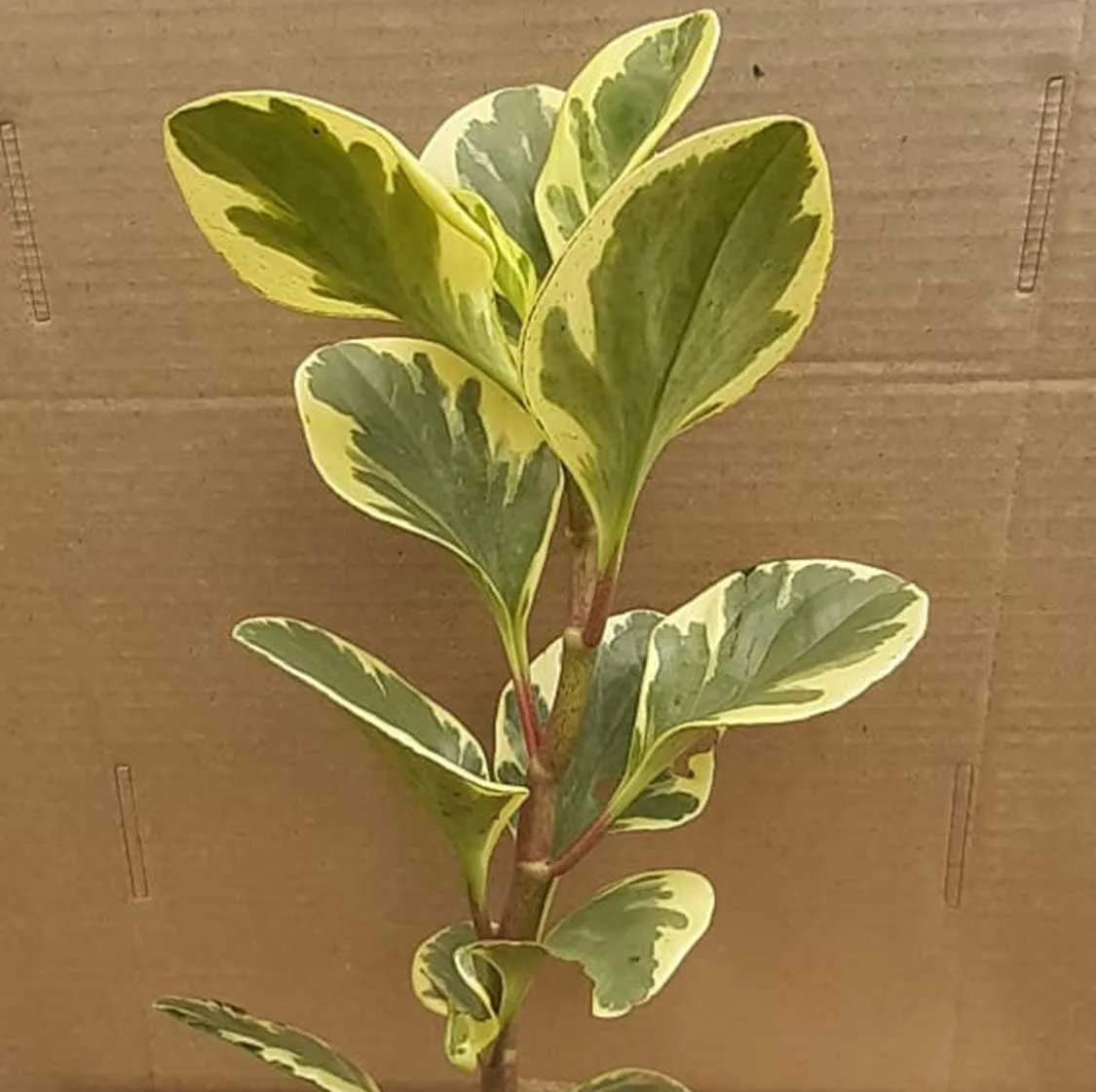 Close-Up Of Variegated Leaves Of Peperomia Obtusifolia Variegata Plant