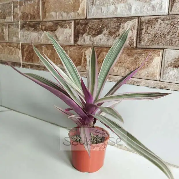 Close-up of Moses in the Cradle plant leaves with striped patterns