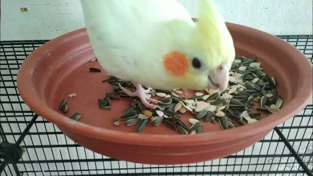 Cockatiels Eating Striped Sunflower Seed
