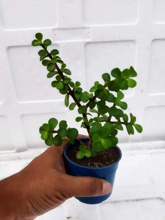 Crassula ovata for sale