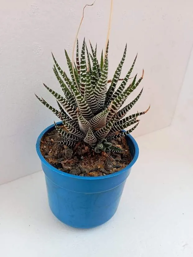 Crested Zebra Haworthia Succulent Plant