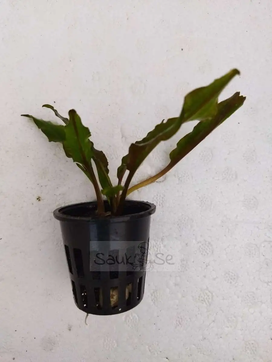 Crypto Wendtii Green Aquarium Plant