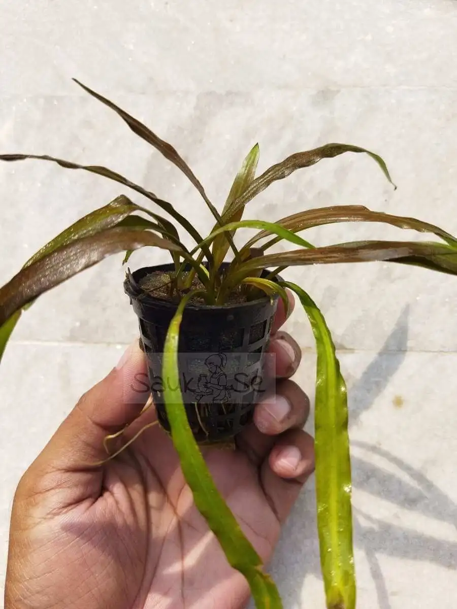 Cryptocoryne Red Pot