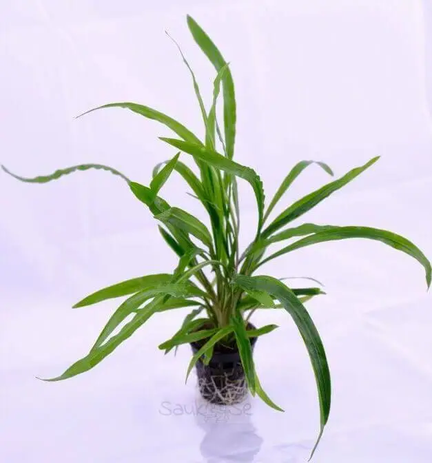 Cryptocoryne Spiralis Green Pot