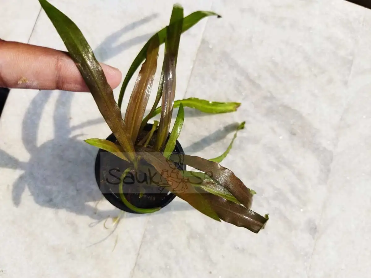 Cryptocoryne Spiralis Red Leaves