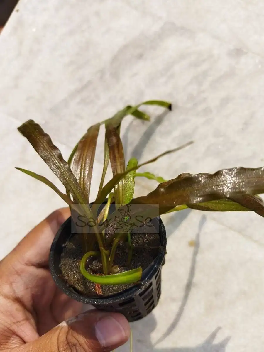 Cryptocoryne Spiralis Red Pot