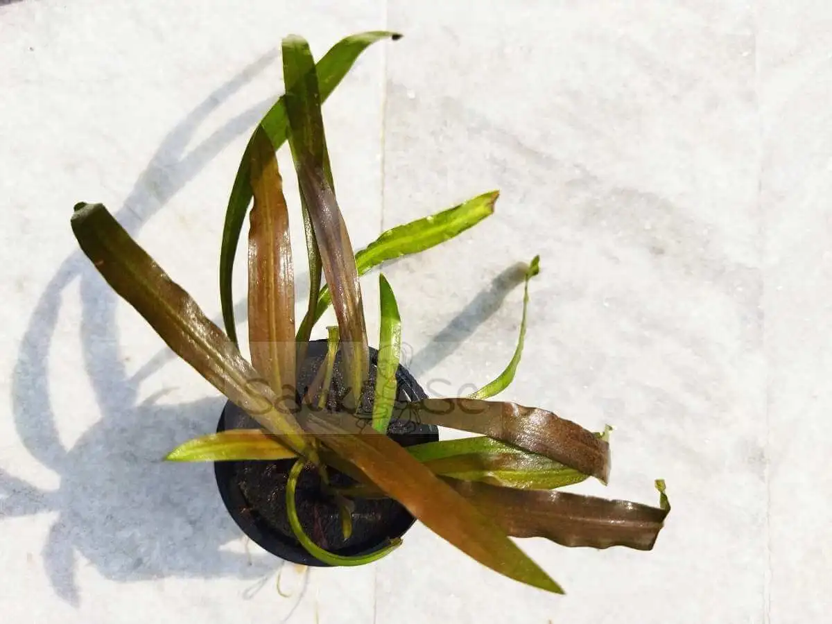 Cryptocoryne Spiralis Red Submerged Plant Pot