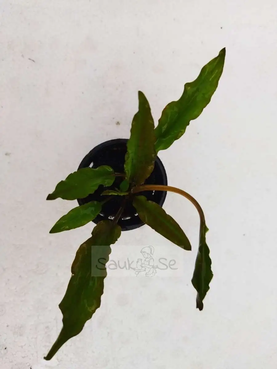 Cryptocoryne Wendtii Green Aquatic Plant