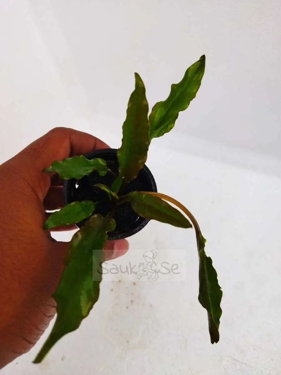 Cryptocoryne Wendtii Green Pot