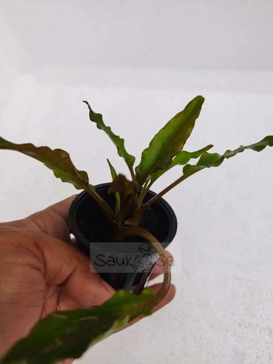 Cryptocoryne Wendtii Green